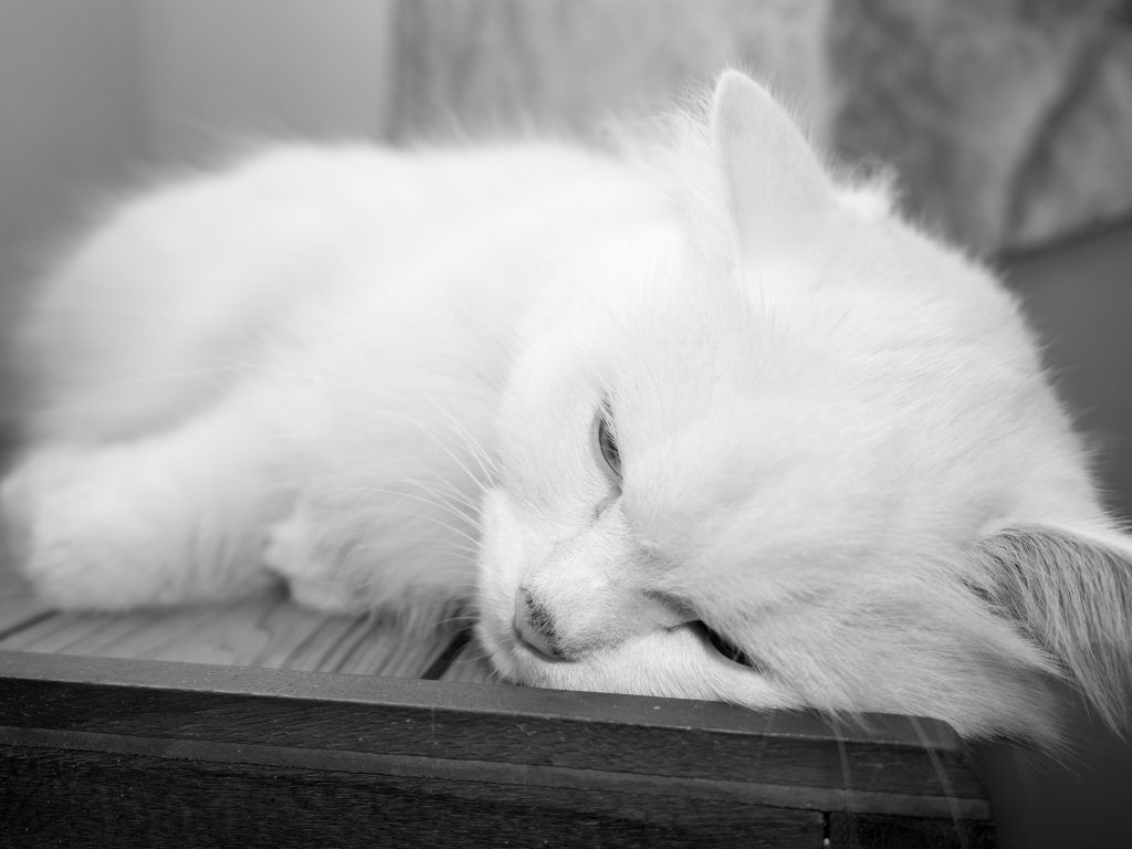Смерть котика