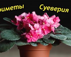 Приметы о фиалке: как цветок влияет на личную жизнь — польза и вред в доме, значение цветка по фэн-шуй. Приметы о садовых фиалках