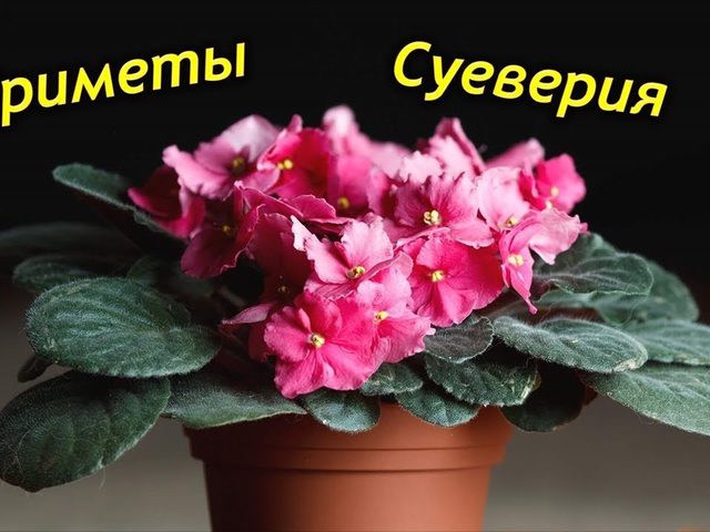 Приметы о фиалке: как цветок влияет на личную жизнь — польза и вред в доме, значение цветка по фэн-шуй. Приметы о садовых фиалках
