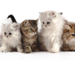 Каким кормом лучше кормить кошку: лучшие корма — советы ветеринаров. Виды корма для кошек, опасный корм для кошек — как выбрать хороший корм для кошки?