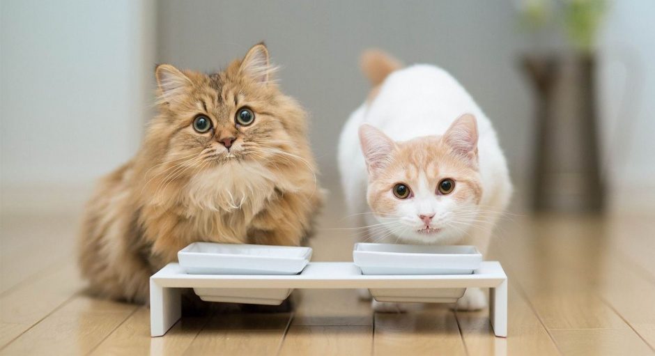 Еда для котов
