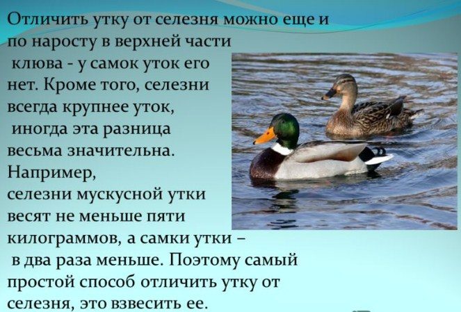 Селезень имеет нарост на носу
