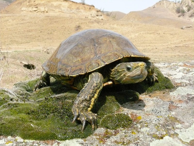 Так выглядит каспийская черепаха