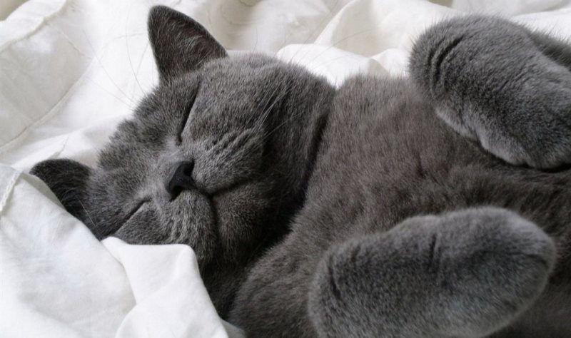 Кастрация кота