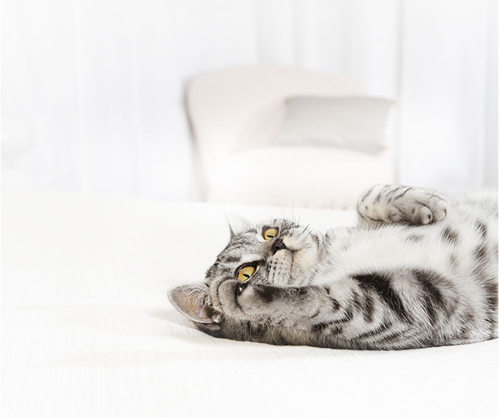 Кошки