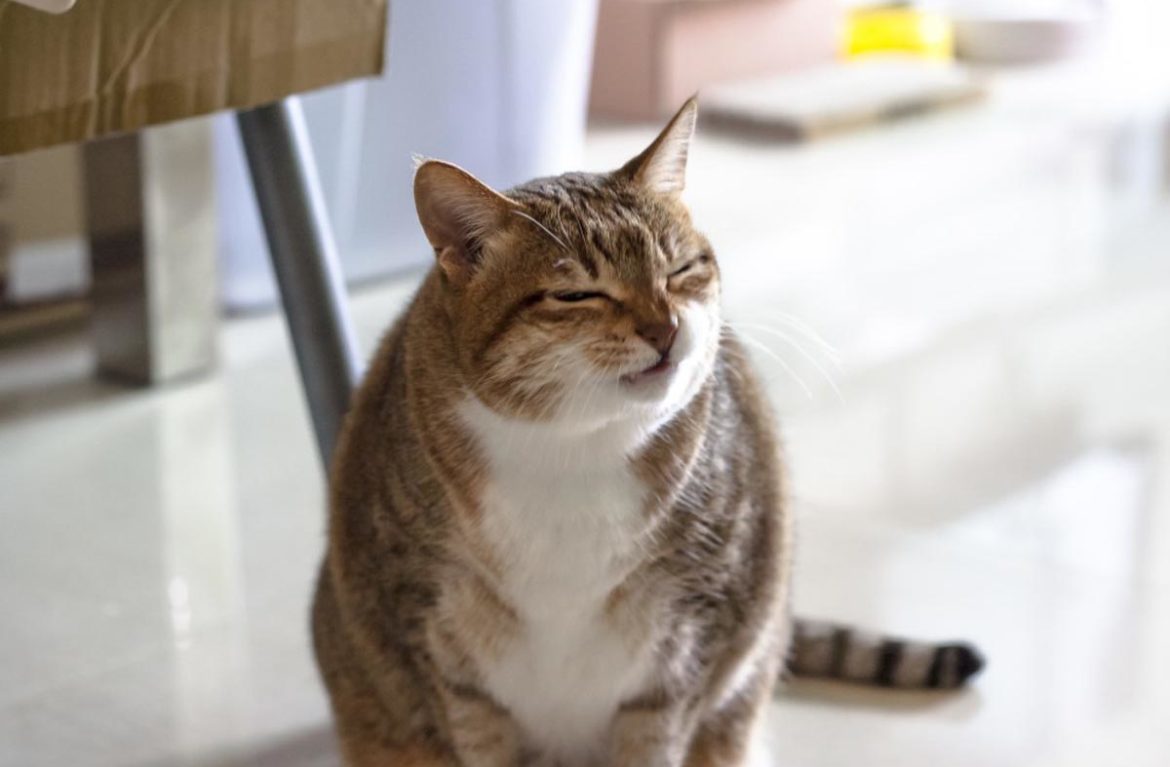 Профилактика кошачьего чихания