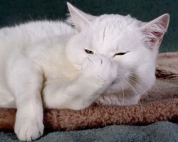 Кот или кошка чихает: причина, что делать, как предотвратить чихание у кошек?