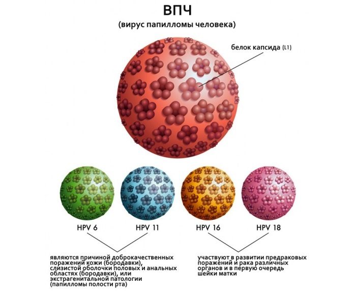 Вирус папилломы человека