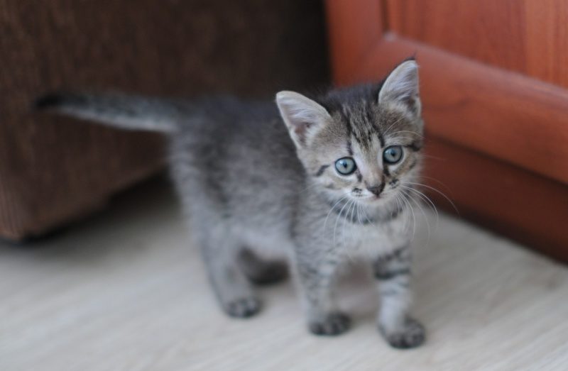 Котенок