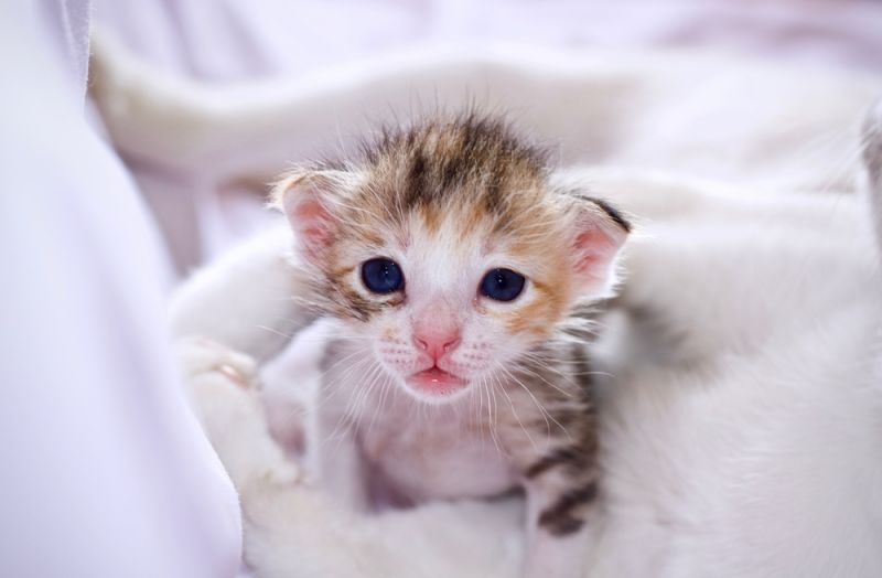 Котенок