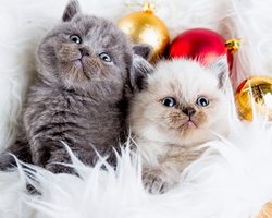 Развитие котят по неделям и месяцам: возраст котенка и его характеристика
