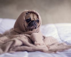 Лактобифадол для собак: фармакологические свойства, основные преимущества и недостатки, инструкция по применению, побочные эффекты, цена