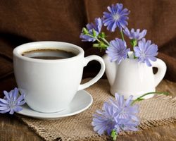 Все о цикории: описание, виды, фото, применение в различных сферах, состав растения, польза для здоровья, заготовка цикория своими руками. Напиток из цикория: плюсы и минусы цикория вместо кофе, противопоказания, норма употребления, отзывы