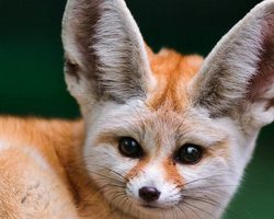 Домашняя лиса Фенек: описание, уход и содержание, питание, игры и прогулки на улице, совместимость с другими домашними животными, преимущества, недостатки, отзывы владельцев