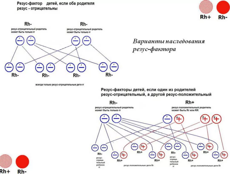 Резус-фактор у ребенка, если у родителей отрицательный
