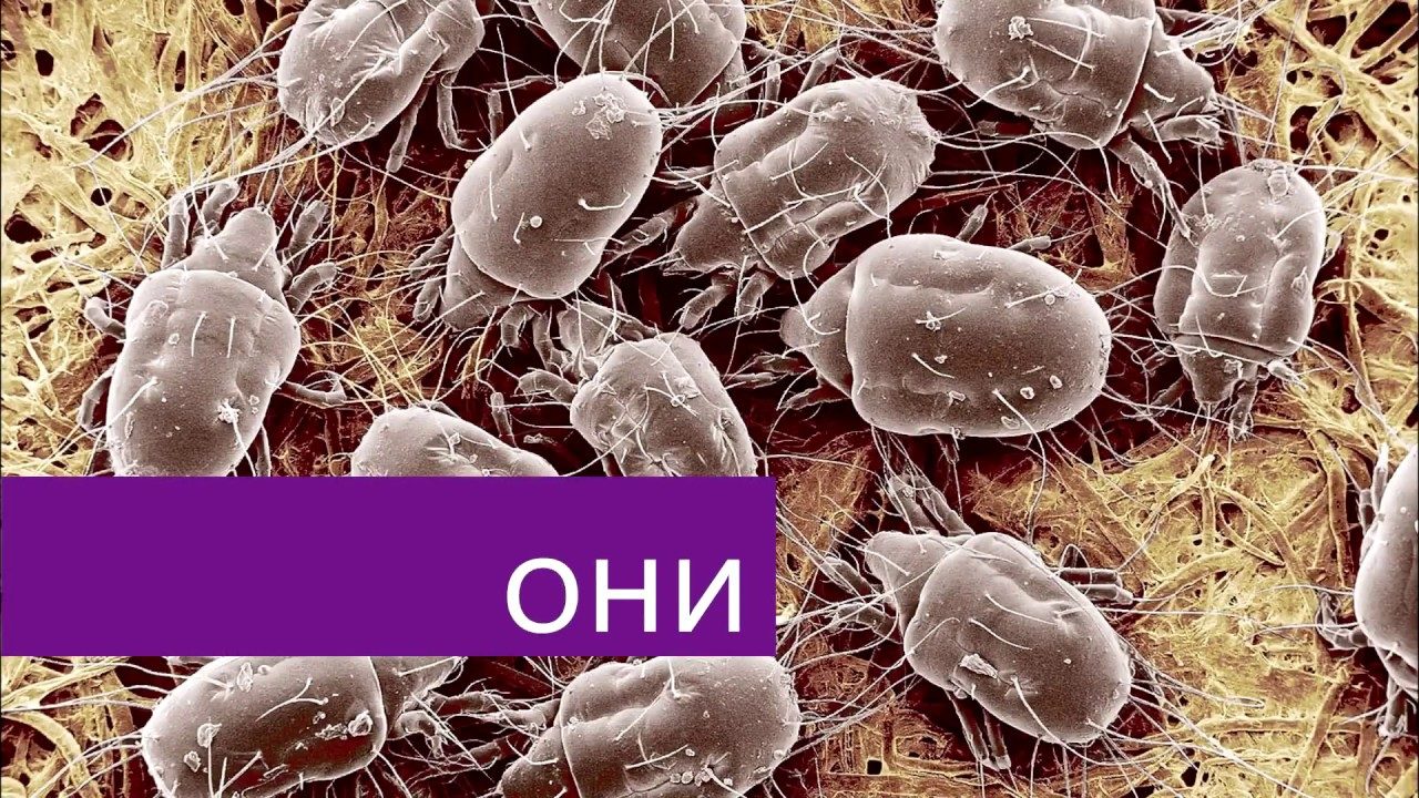 Пылевые клещи