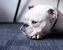 Сопли, насморк у собаки: причины и методы лечения питомца