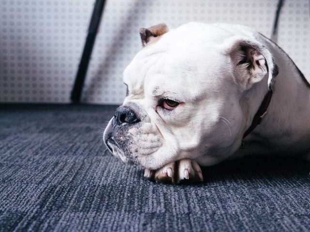 Сопли, насморк у собаки: причины и методы лечения питомца