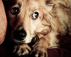 Собака боится других собак, людей: почему, что делать и как научить собаку не бояться?