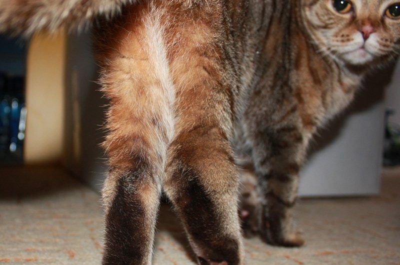 У кошек