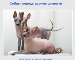 Мексиканская лысая собака породы ксолоитцкуинтли: стандарт, описание, внешность