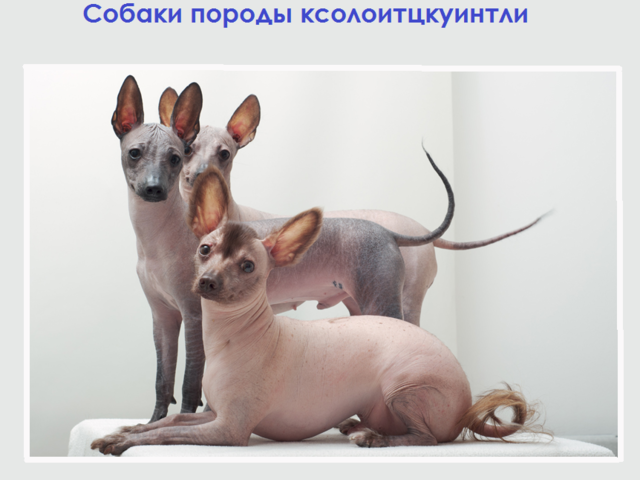 Мексиканская лысая собака породы ксолоитцкуинтли: стандарт, описание, внешность