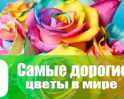 Самые дорогие цветы в мире — цена, описание, фото: топ-9