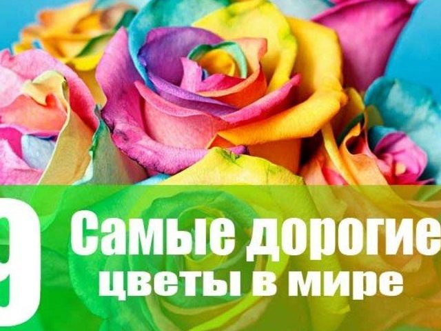 Самые дорогие цветы в мире — цена, описание, фото: топ-9