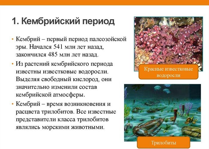 Кембрий