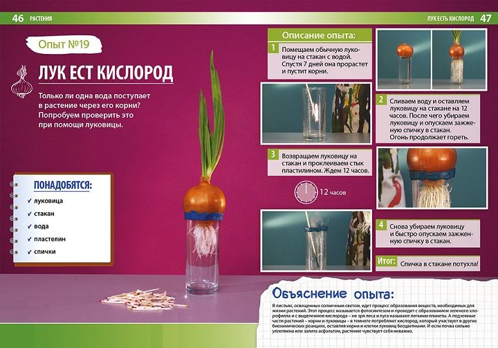 Аналог с луковицей