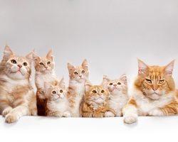 Кошка съела новорожденных котят: причины. Что делать, чтобы кошка не съела новорожденных котят?