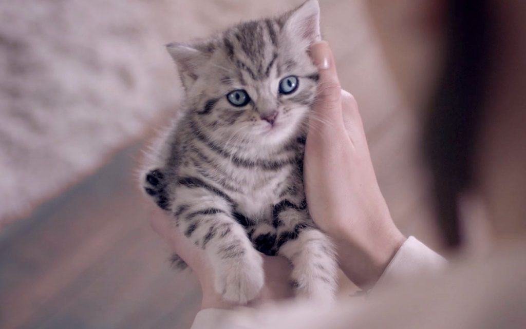 Погладьте кошку