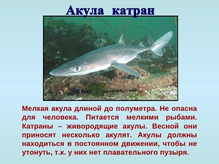 Акулы