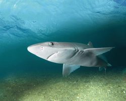Обитают ли в Азовском море акулы опасные для человека? Бывали ли в Азовском море случаи нападения акул на человека? Как вести себя, чтобы не напала акула в Азовском море?
