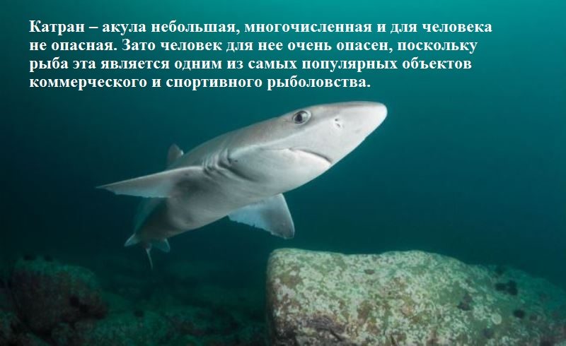 Вылавливают