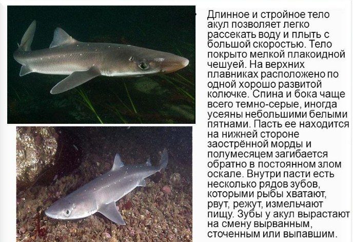 Описание