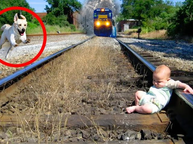 Животные, которые спасли жизнь людям: 10 случаев из жизни 