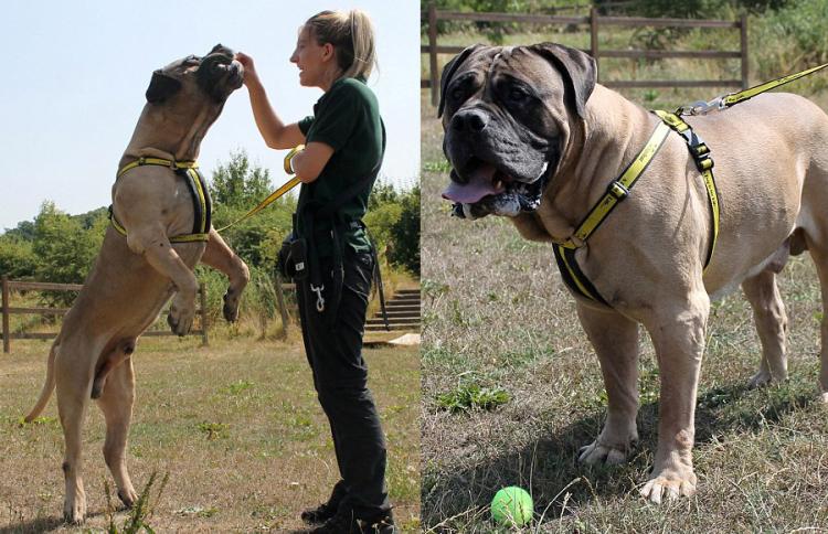 Бурбуль