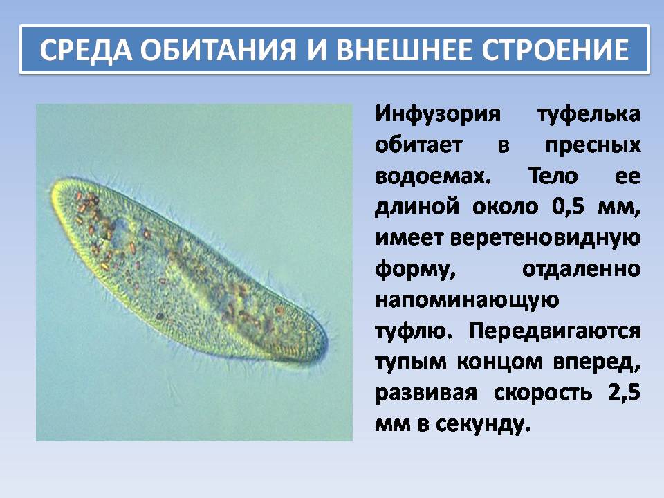 Описание