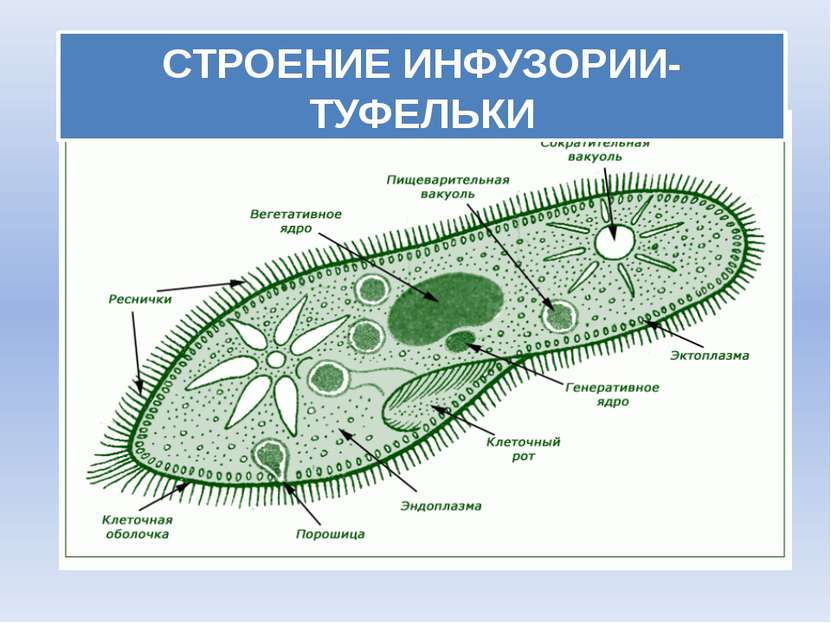 Строение