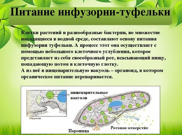 Как питается