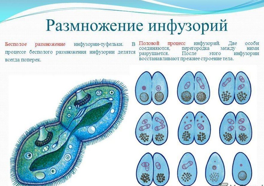 2 варианта