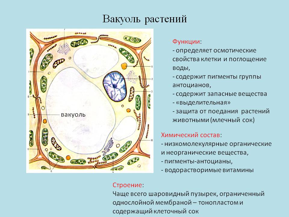 Растительная