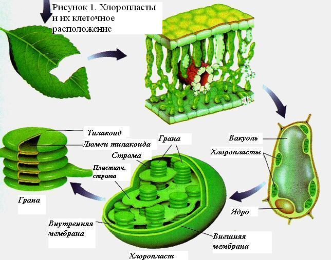 Расположение
