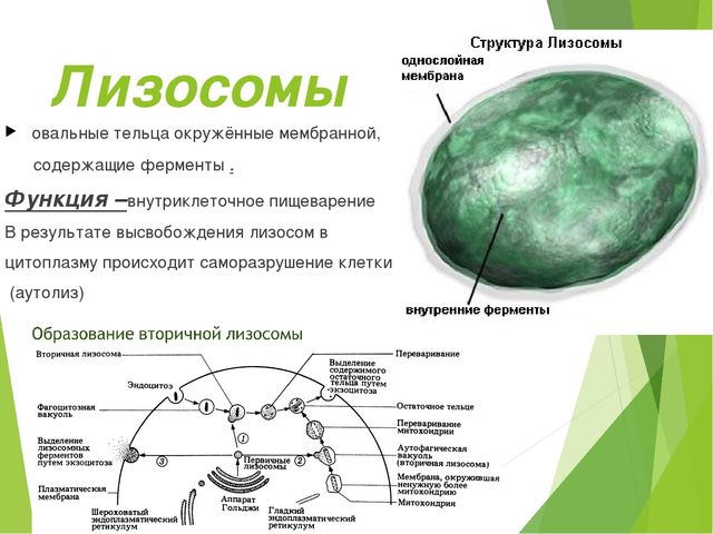 Пузырьки
