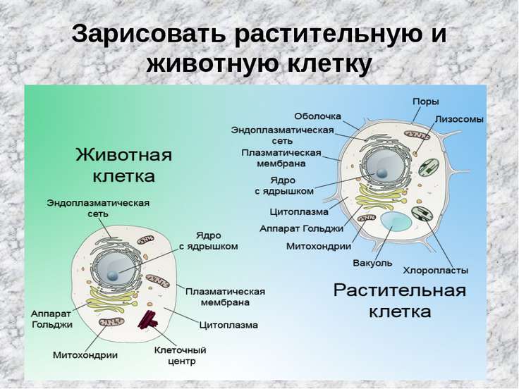 Растительная и животная клетка