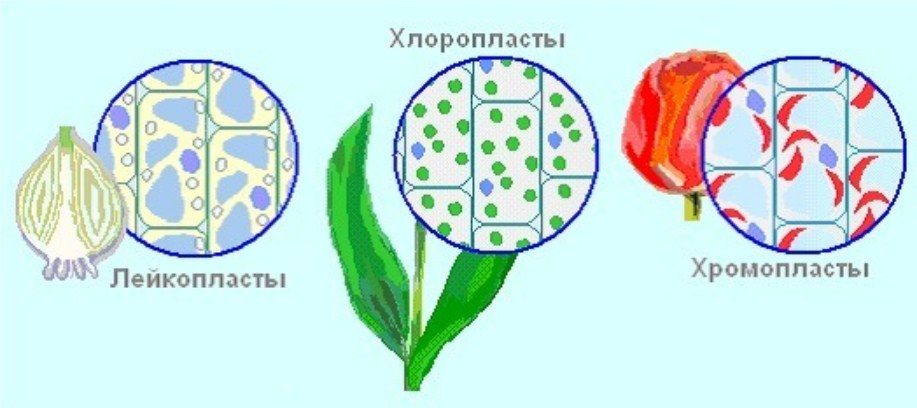 Разнообразие