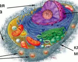 Внутреннее строение, части и функции растительной клетки: описание, рисунок с подписями