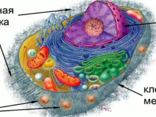 Внутреннее строение, части и функции растительной клетки: описание, рисунок с подписями 