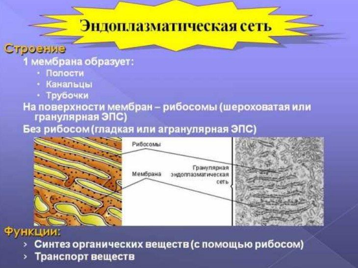 Строение и функции